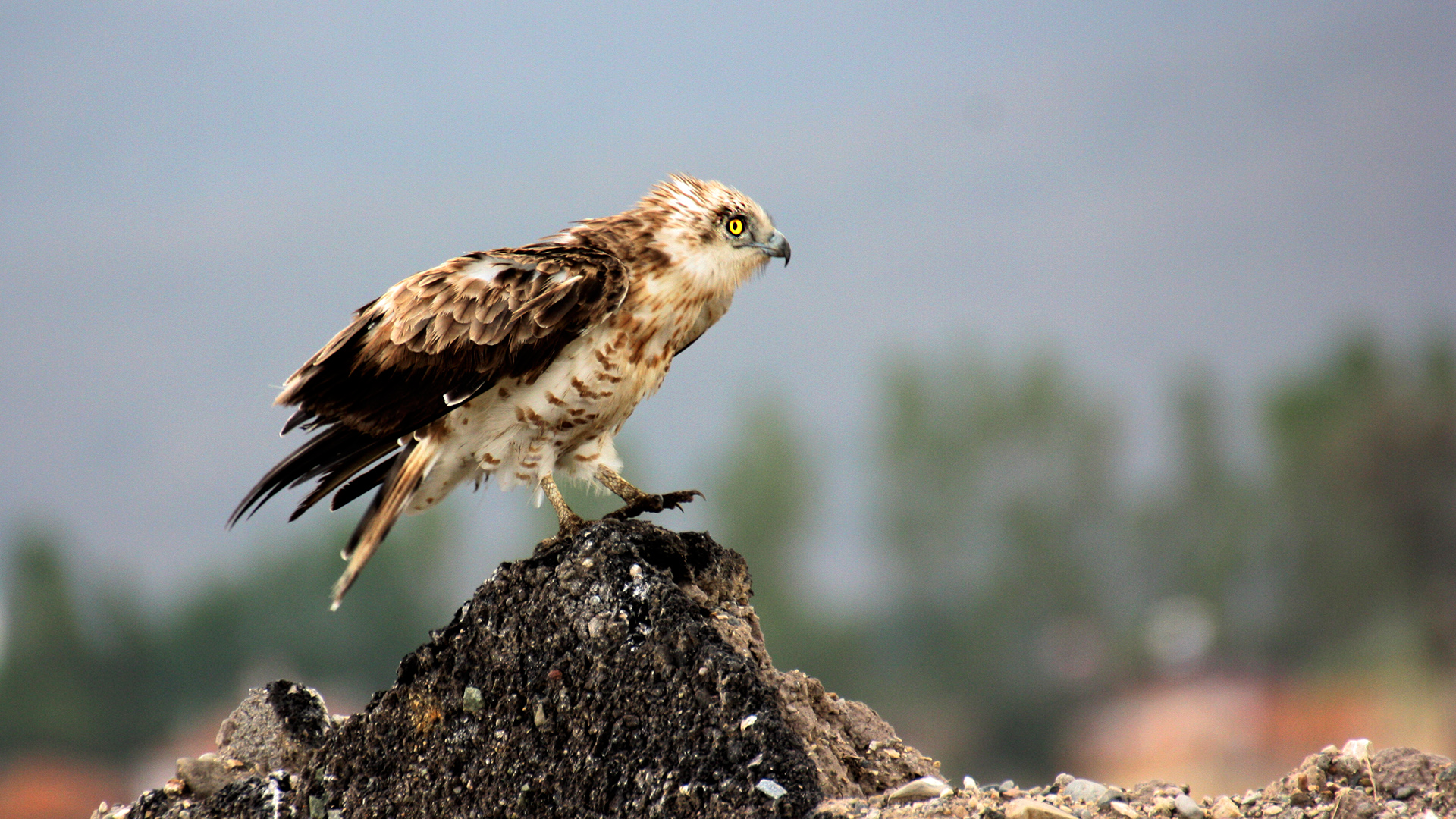 Short-toed Snake-Eagle
